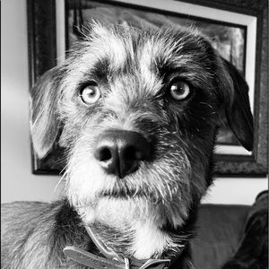 Meet your Posher, Frank